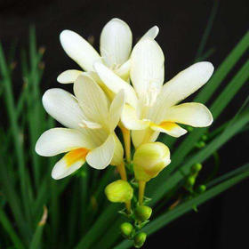 配花-香雪兰-白色-20枝