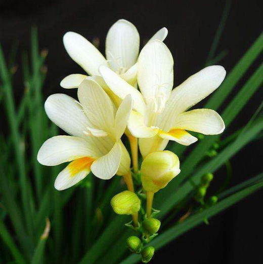 配花-香雪兰-白色-20枝 商品图0