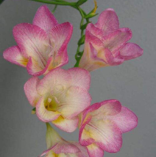 配花-香雪兰-粉色-20枝 商品图0