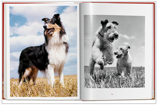 【现货】【TASCHEN】Walter Chandoha. Dogs Photographs 1941–1991，沃尔特·尚多哈:狗狗摄影集 商品图1