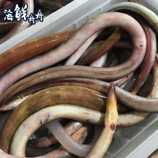 【野生】超低温 活冻血鳗 250克/盒 商品图5