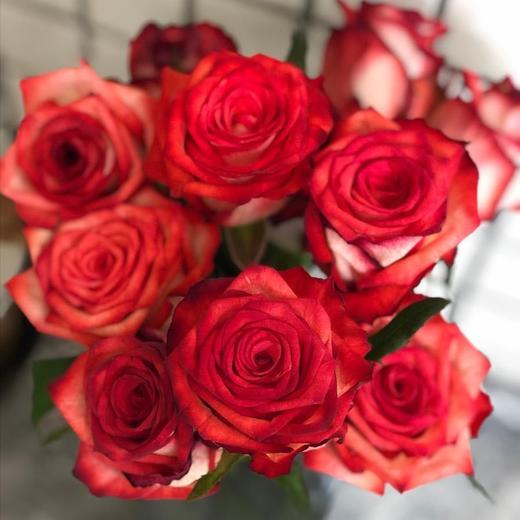 玫瑰·胭脂扣【10枝】 - 花c鲜花供应链