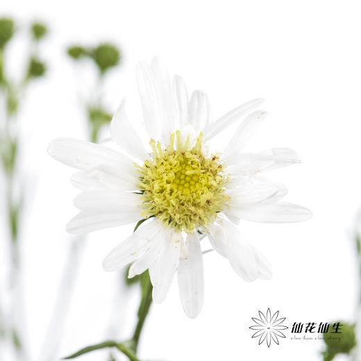 配花 | 孔雀草白色 商品图1