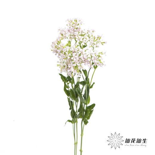 配花 | 粉钻「运输途中易烂叶,介意慎拍」 商品图5