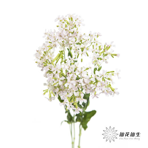 配花 | 粉钻「运输途中易烂叶,介意慎拍」 商品图4