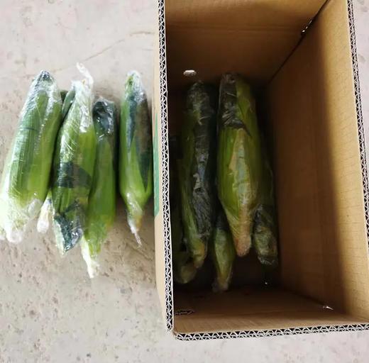 云南双色水果玉米，果肉脆嫩，高原红土种植！ 商品图4