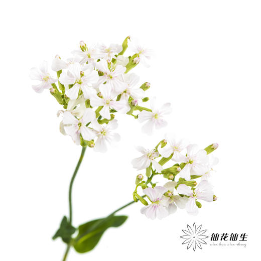 配花 | 粉钻「运输途中易烂叶,介意慎拍」 商品图3