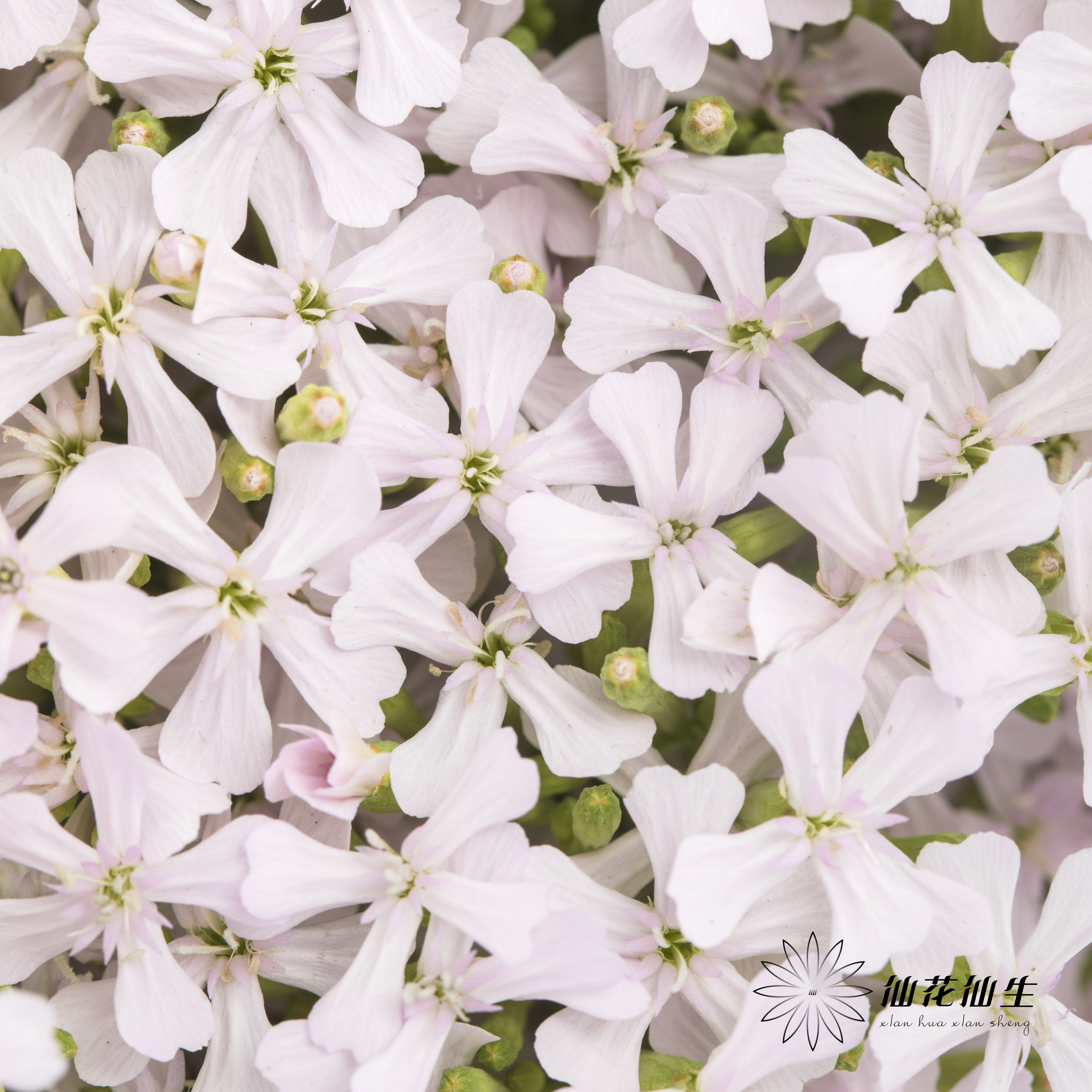 配花 | 粉钻「运输途中易烂叶,介意慎拍」