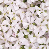 配花 | 粉钻「运输途中易烂叶,介意慎拍」 商品缩略图0