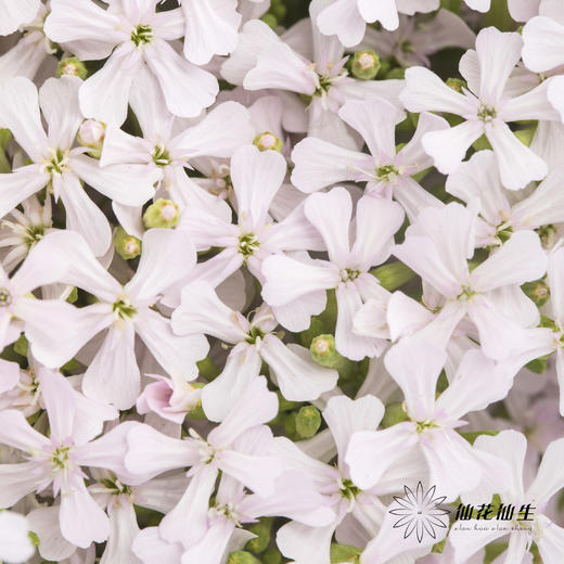 配花 | 粉钻「运输途中易烂叶,介意慎拍」 商品图0