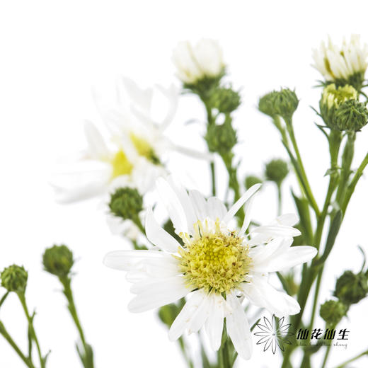 配花 | 孔雀草白色 商品图3