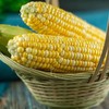 云南双色水果玉米，果肉脆嫩，高原红土种植！ 商品缩略图2