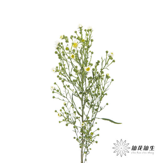 配花 | 孔雀草白色 商品图4