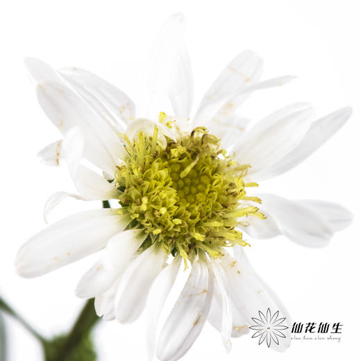 配花 | 孔雀草白色 商品图0