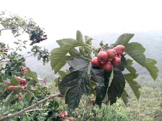 山楂150g 酸山楂 去芯山楂 绿色 无硫 商品图1