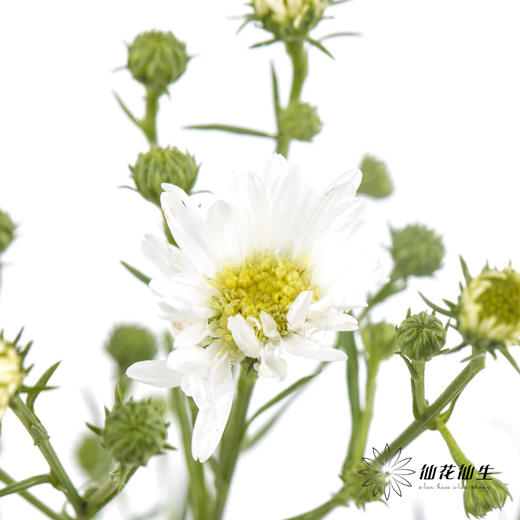 配花 | 孔雀草白色 商品图2