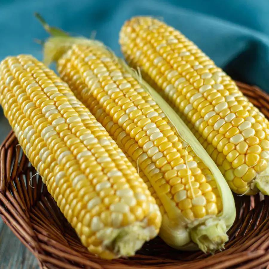 云南双色水果玉米，果肉脆嫩，高原红土种植！
