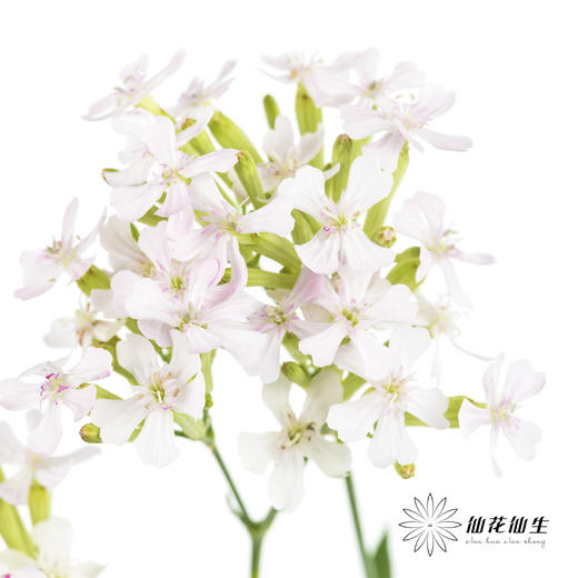 配花 | 粉钻「运输途中易烂叶,介意慎拍」 商品图2