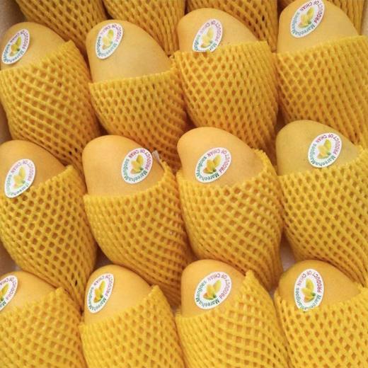 海南 高乐蜜芒果1个/约500g 商品图3