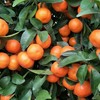 纯甜 正宗广西砂糖橘1份 1500g 商品缩略图4