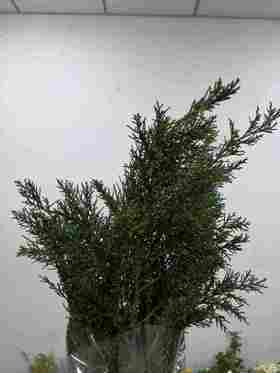 配花-米花松-圣诞花材