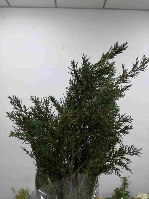 配花-米花松-圣诞花材 商品图0