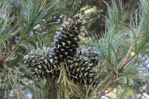 长白山 野生红松子仁 不用剥壳  颗颗都是原色 非油炸、非漂白 240g 商品图3