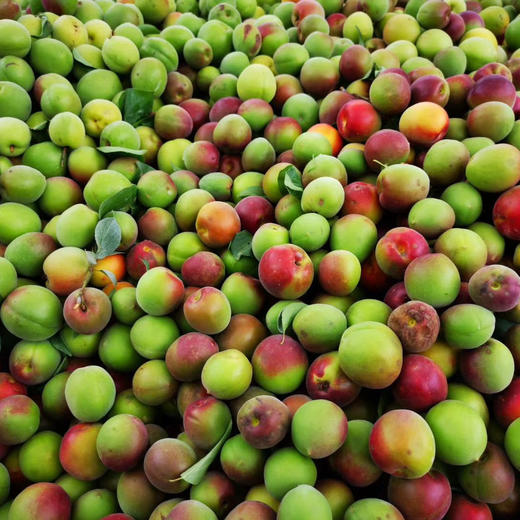 〔苏州直发包邮32〕秘制青梅露/梅子 商品图4