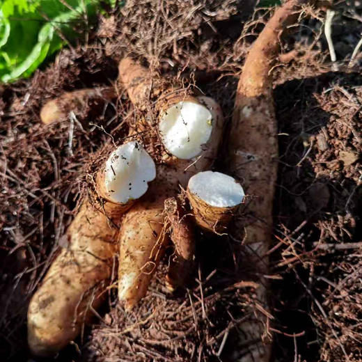 【云南牛尾山药 5斤】| 绵密,软糯,甘甜,云南丽江