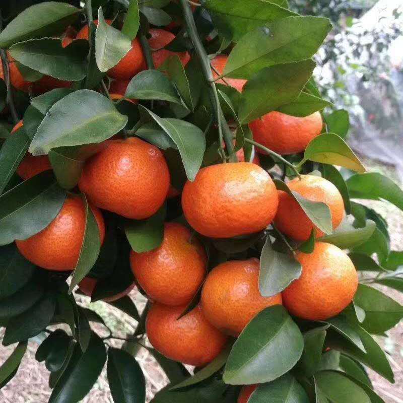 纯甜 正宗广西砂糖橘1份 1500g