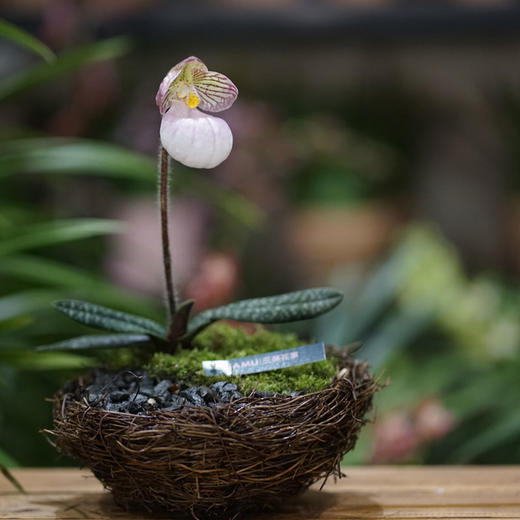 【samu·盆栽】鸟窝兜兰