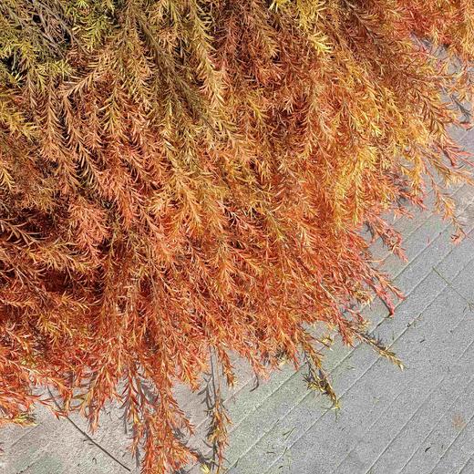 【千层金】  红色  若干枝/扎 商品图5