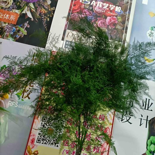 【飘逸灵动之美】文竹 若干枝/扎 商品图6