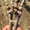 旺鲜汪临泉县单桥镇张老村珍禽组合乌鸡白凤临泉特产2年跑地老母鸡1只+1只滋补乌鸡新鲜现杀京东包邮 商品缩略图1