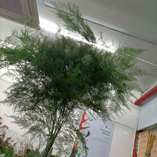 【飘逸灵动之美】文竹 若干枝/扎 商品图5