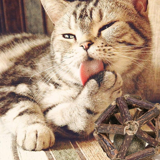 猫薄荷球木天蓼磨牙棒玲珑球猫咪玩具 商品图1