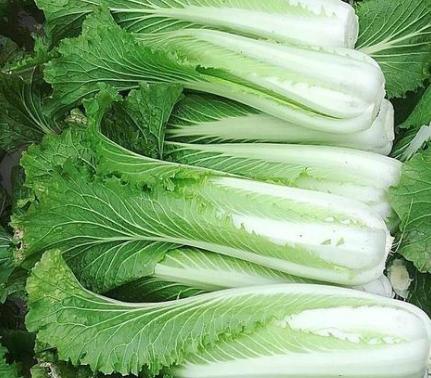 208绍菜1颗约750克至850克