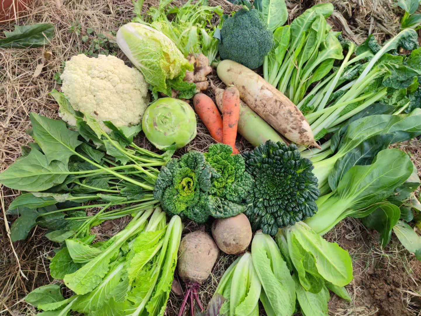 酵素蔬菜组合包 | 自然农耕、六不用种植，时令蔬菜包，各类绿叶蔬菜，小黄姜、萝卜等|| 健源