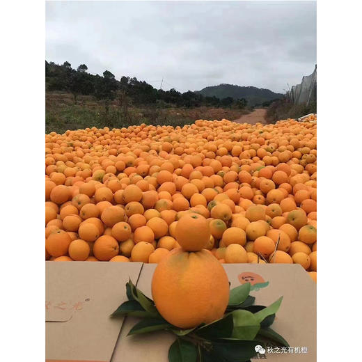 有机认证赣州脐橙5KG左右 商品图3