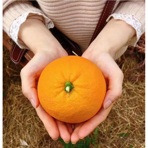 有机认证赣州脐橙5KG左右 商品图1