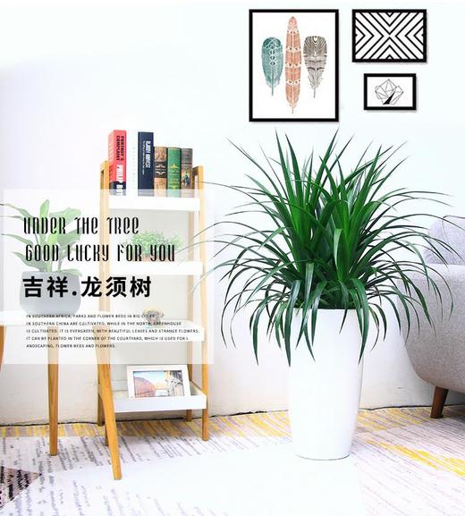 龙须树（高约1米） 商品图1