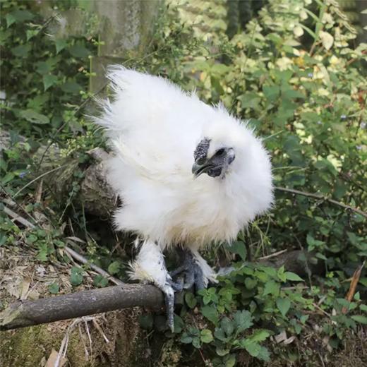 旺鲜汪临泉县单桥镇张老村珍禽组合乌鸡白凤临泉特产2年跑地老母鸡1只+1只滋补乌鸡新鲜现杀京东包邮 商品图4