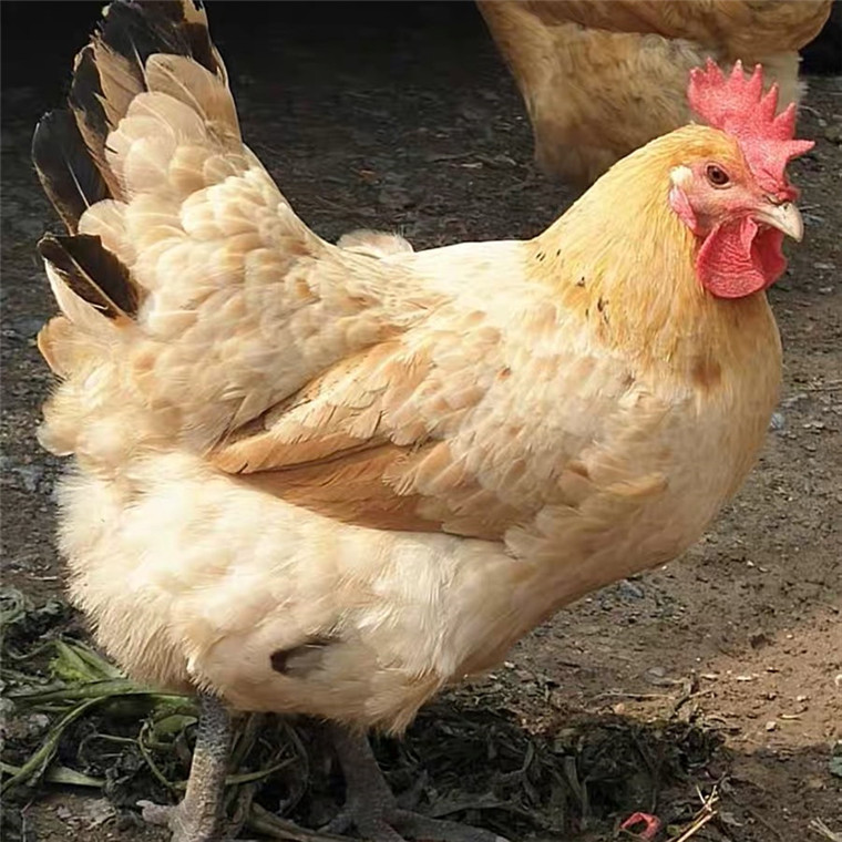 临泉林下散养两年以上老母鸡新鲜现杀活鸡4斤以上