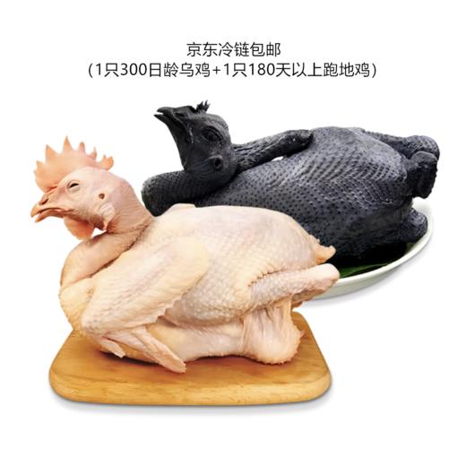 旺鲜汪临泉县单桥镇张老村珍禽组合乌鸡白凤临泉特产2年跑地老母鸡1只+1只滋补乌鸡新鲜现杀京东包邮 商品图0