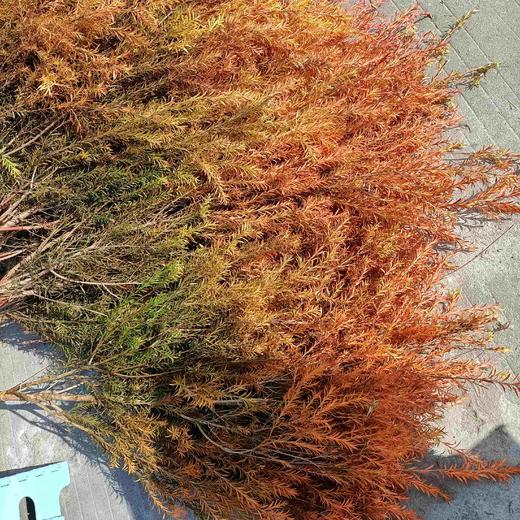 【千层金】  红色  若干枝/扎 商品图4