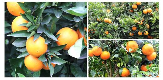 新鲜现摘赣南脐橙10斤装当季水果整箱包邮 商品图3