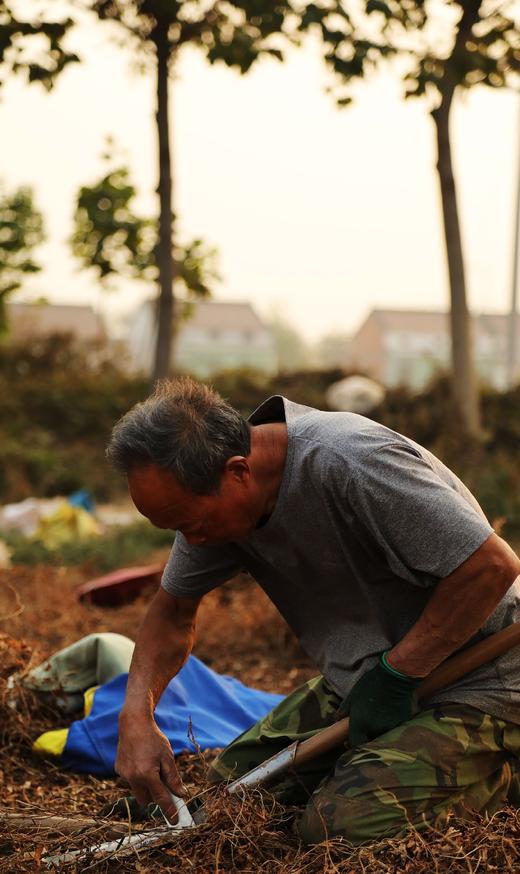【产地顺丰直发】中国地理标识产品，正宗河南焦作温县垆土铁棍山药五斤装 商品图3