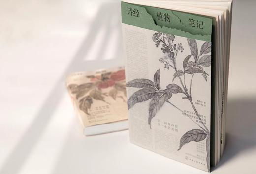 诗经植物笔记  韩育生 诗意解析 源流考证 植物性状读诗感悟书籍 诗经植物笔记体读本 植物之美 中国古典文化读物赏析 商品图4