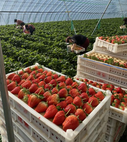 【芬芳甜美 儿时草莓香】2025新产季丹东东港的99红颜草莓 商品图10