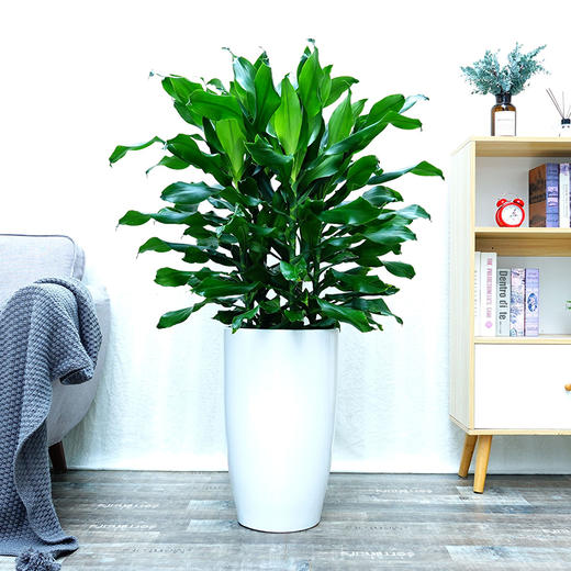 螺纹铁大型室内植物客厅办公室阳台盆栽四季常青吸甲醛绿植 商品图1